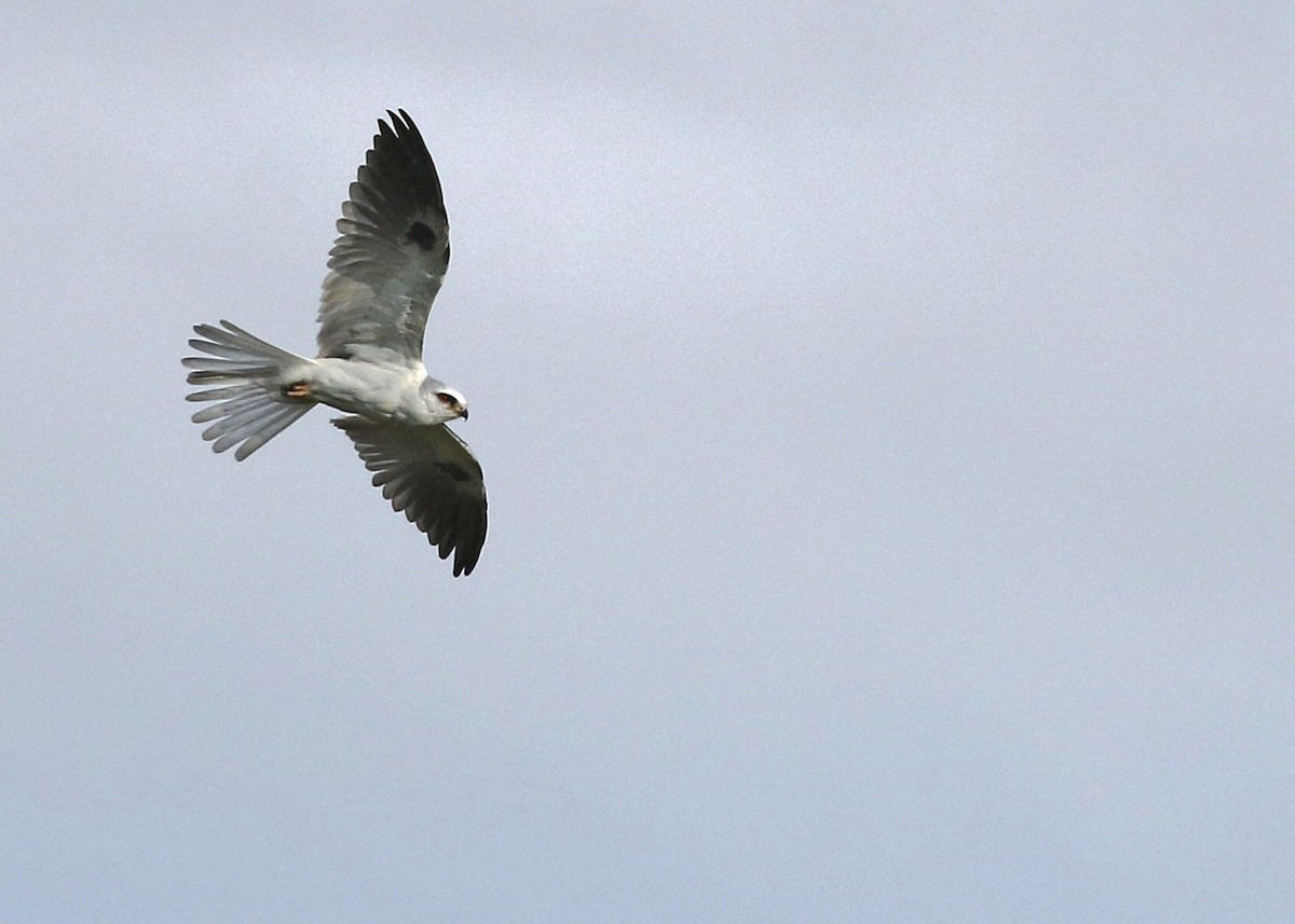 White-tailed Kite - ML616521075