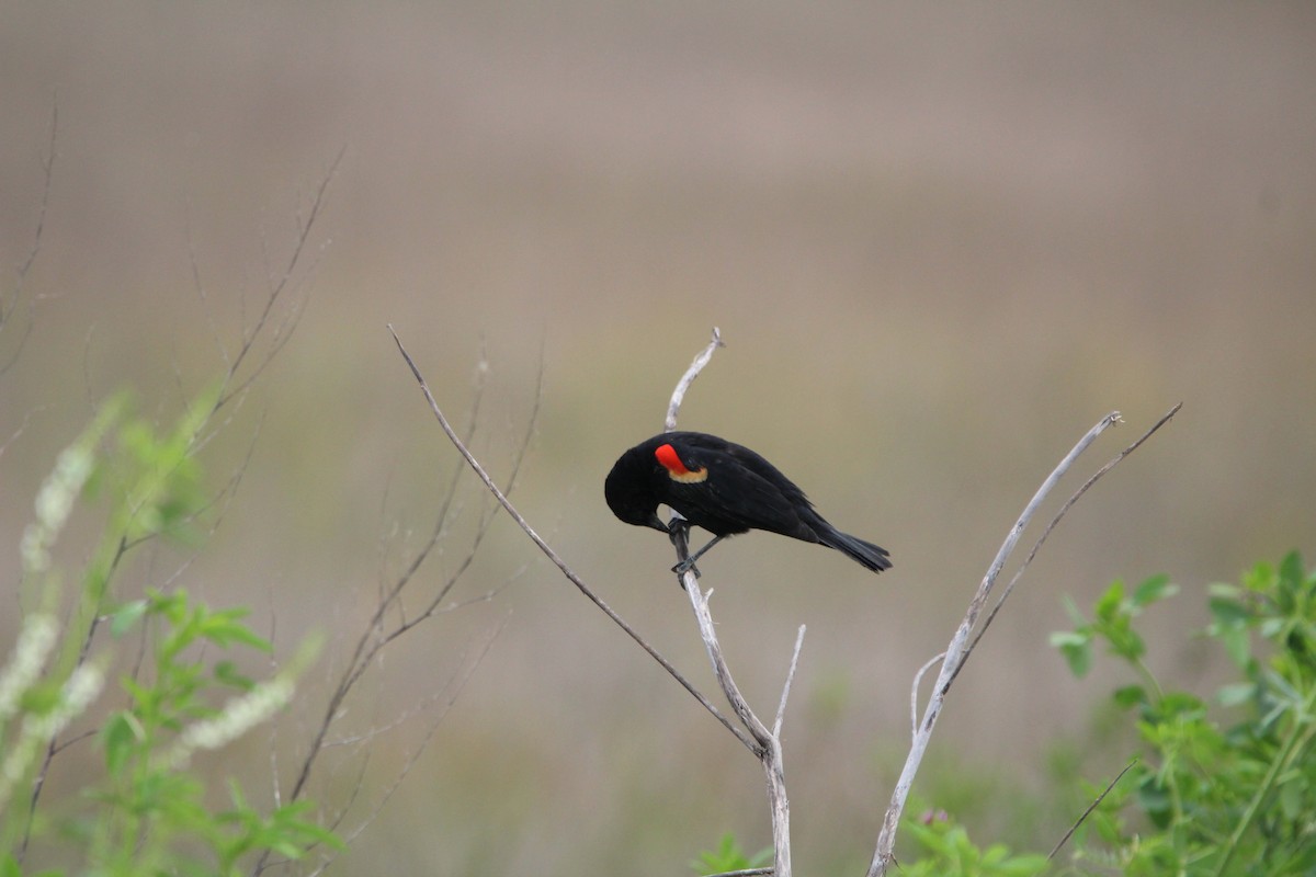 Red-winged Blackbird - ML616521085