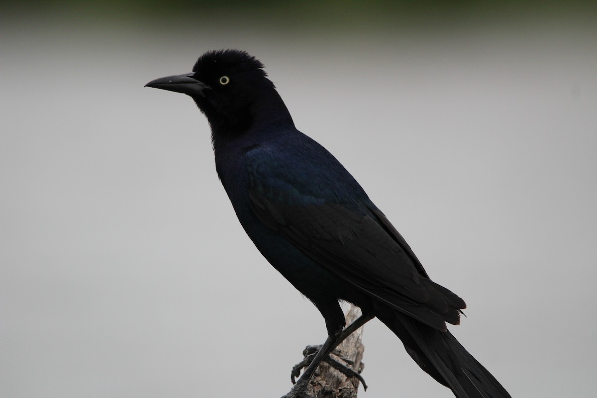 Boat-tailed Grackle - ML616521097