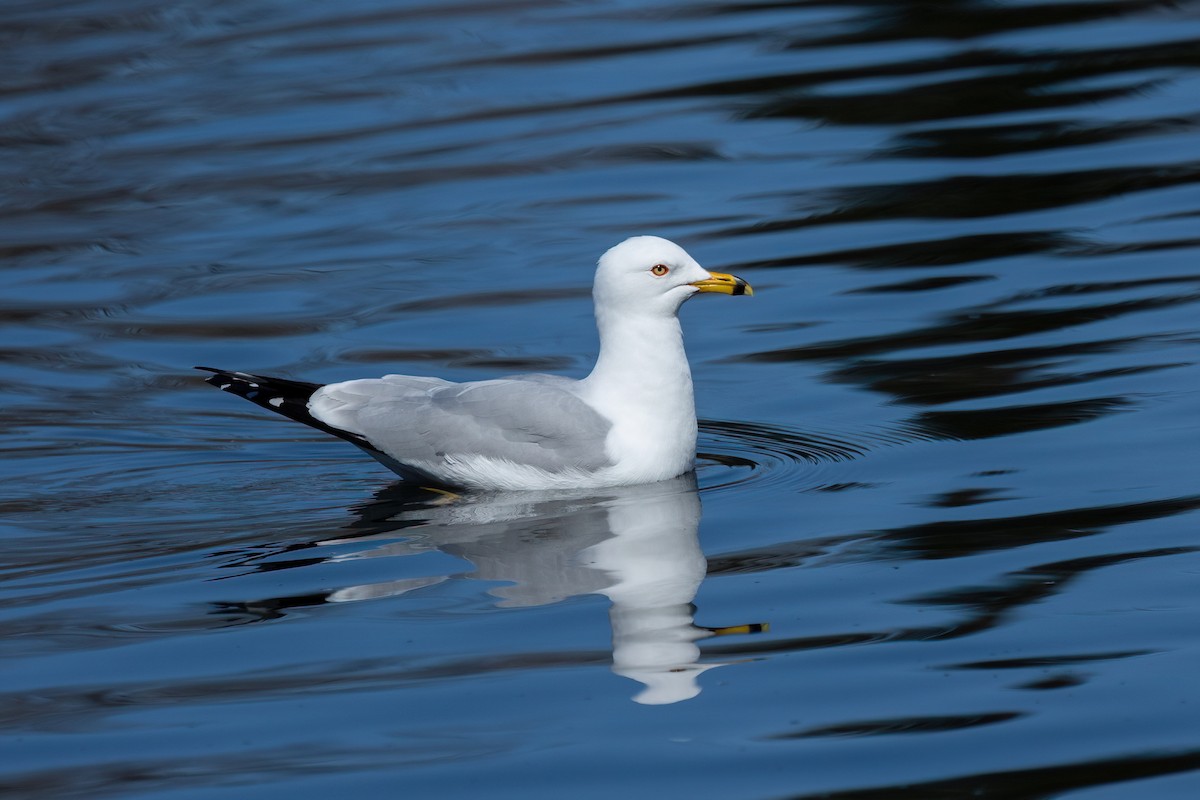 Ring-billed Gull - Julie Paquette