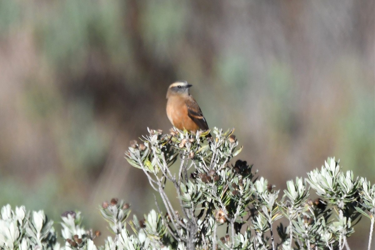 Brown-backed Chat-Tyrant - ML616521512