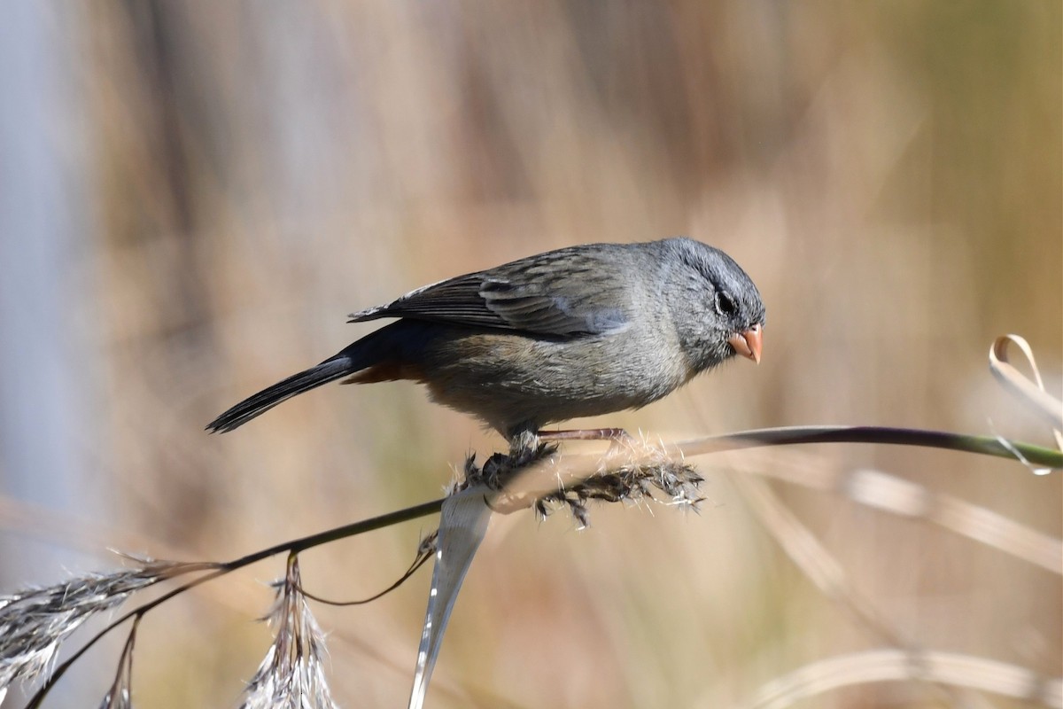 Plain-colored Seedeater - ML616521519