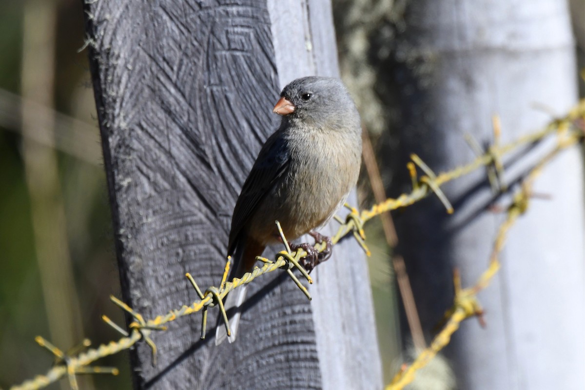 Plain-colored Seedeater - ML616521520
