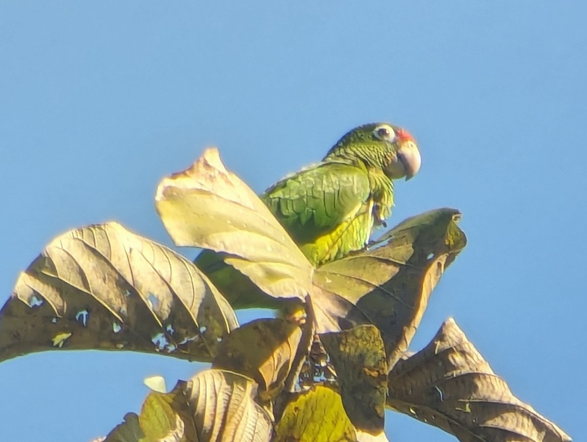 Puerto Rican Parrot - ML616521524