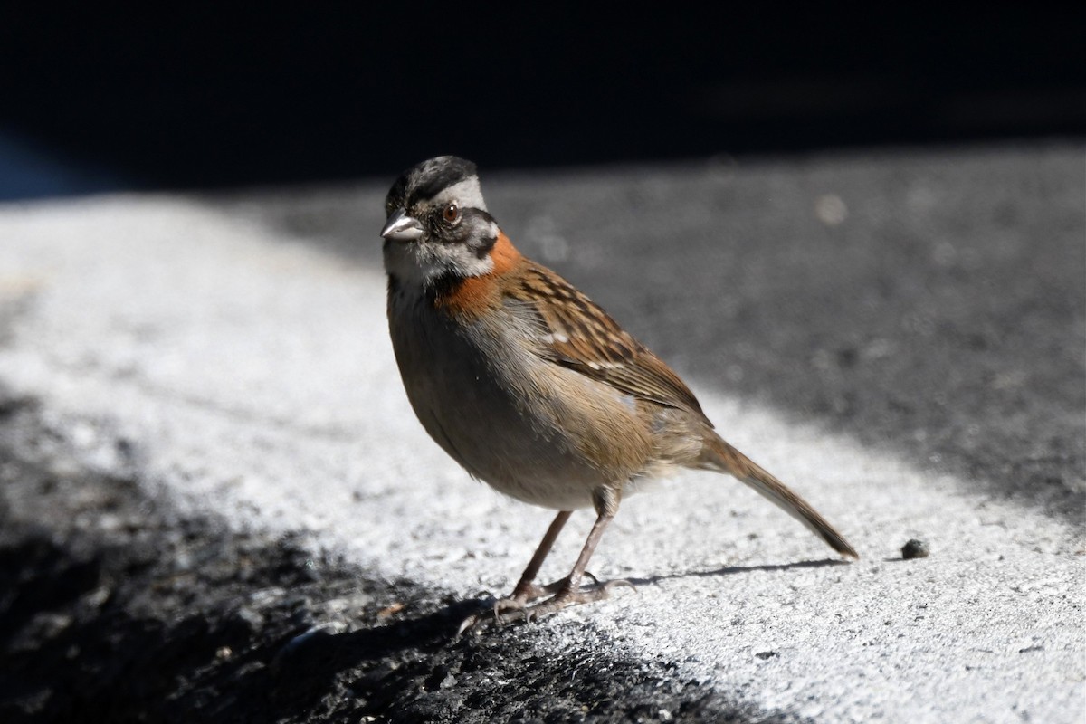 Rufous-collared Sparrow - ML616521528