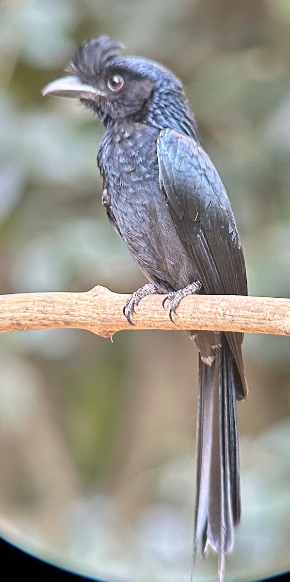 Greater Racket-tailed Drongo - ML616521529