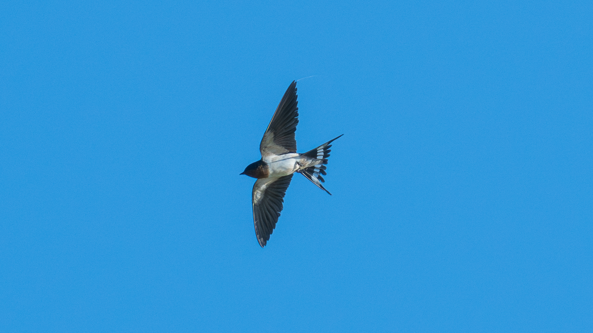 Barn Swallow - ML616521640