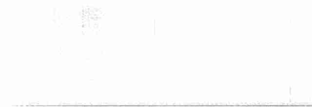 Рыжебрюхий фиби - ML616521831