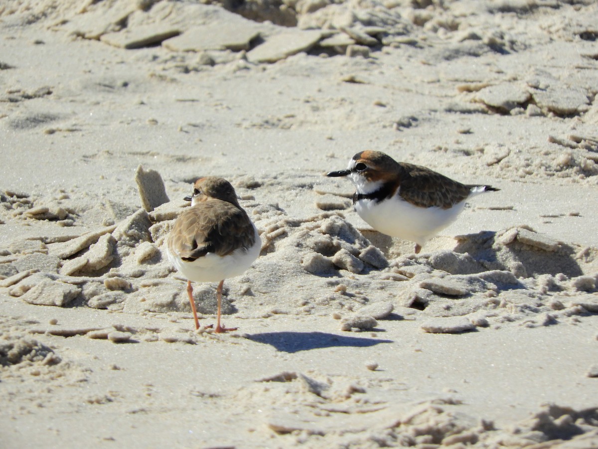 Collared Plover - ML616521922