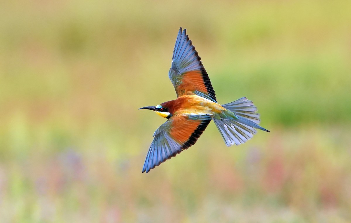 European Bee-eater - ML616521989