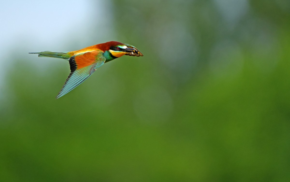 European Bee-eater - ML616522047