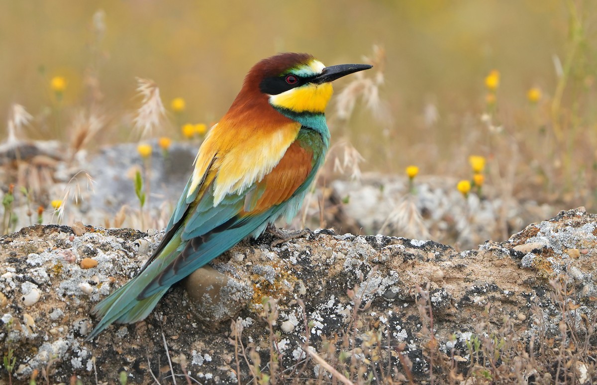 European Bee-eater - ML616522081
