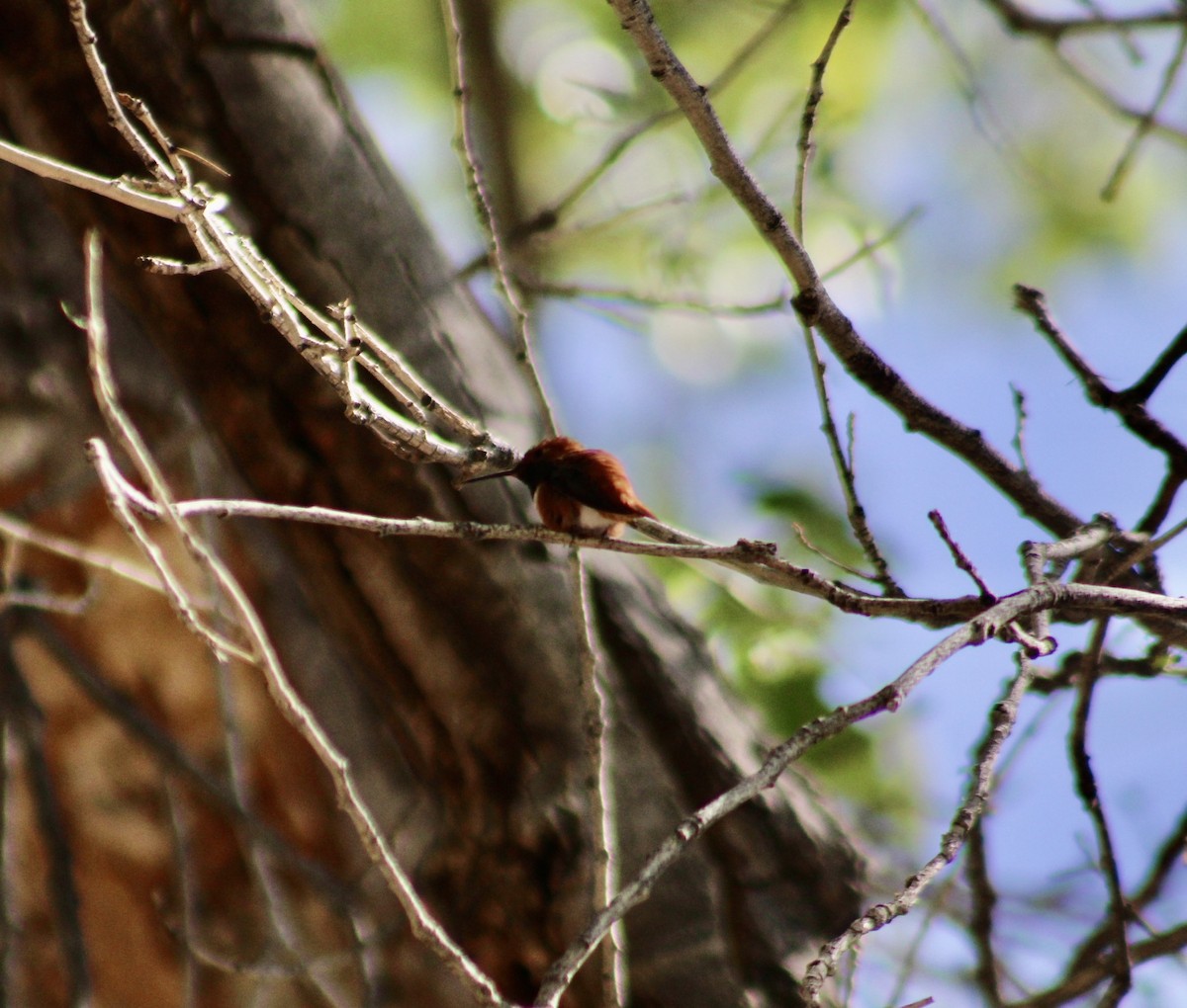 Rufous Hummingbird - ML616522175