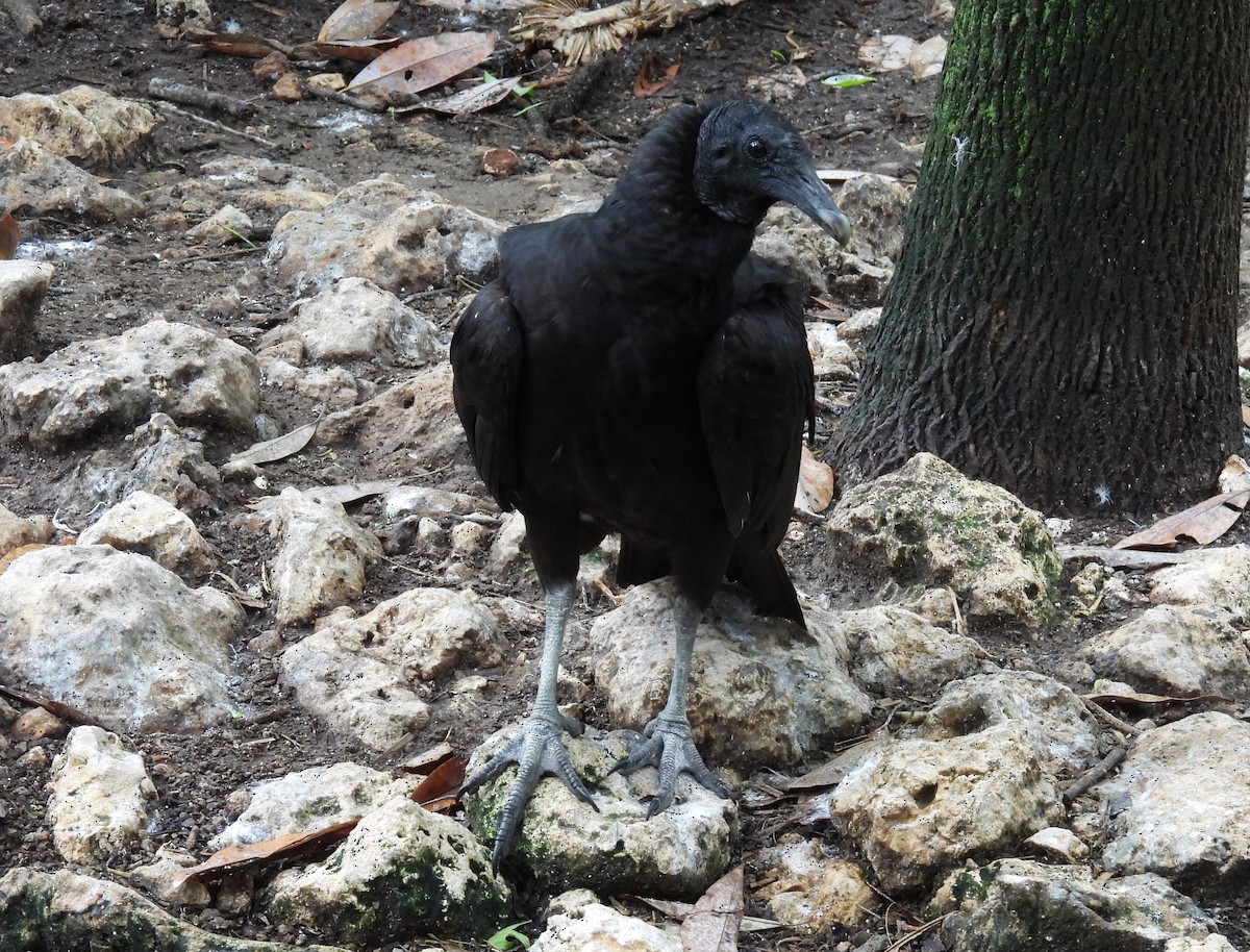 Black Vulture - ML616522341