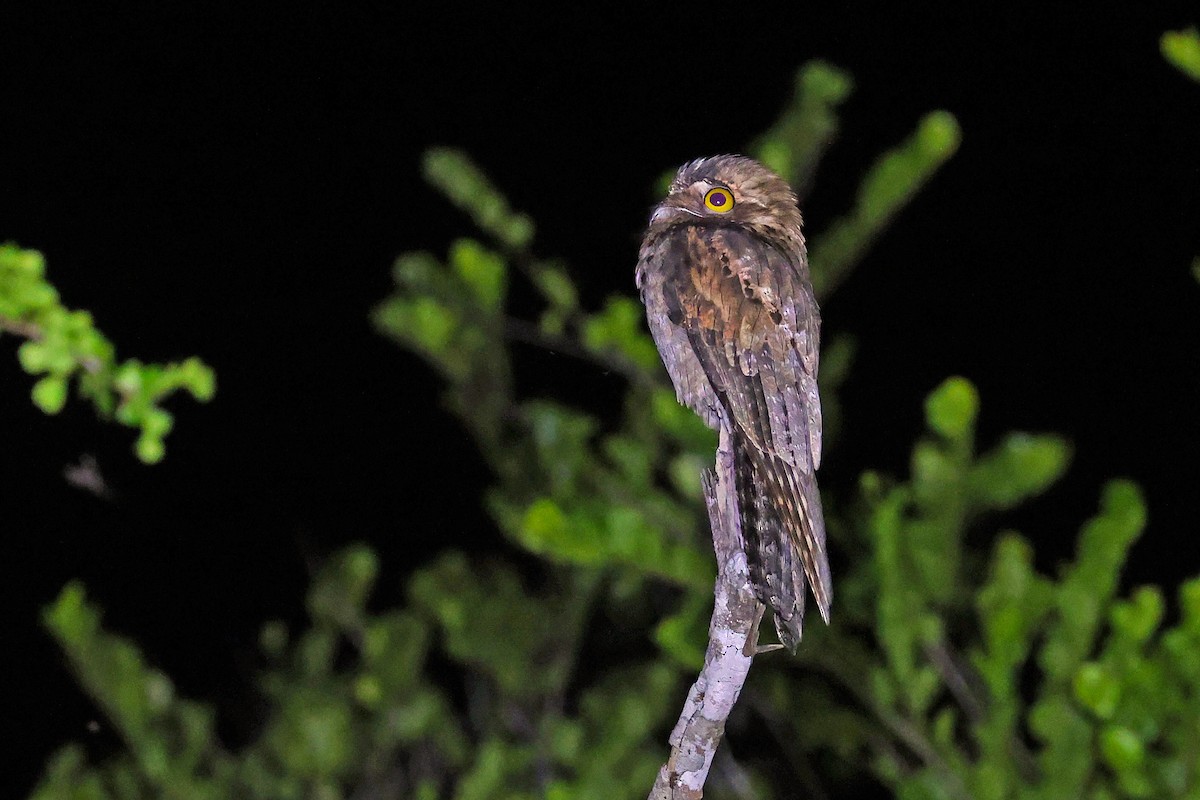 Northern Potoo (Middle American) - ML616522366
