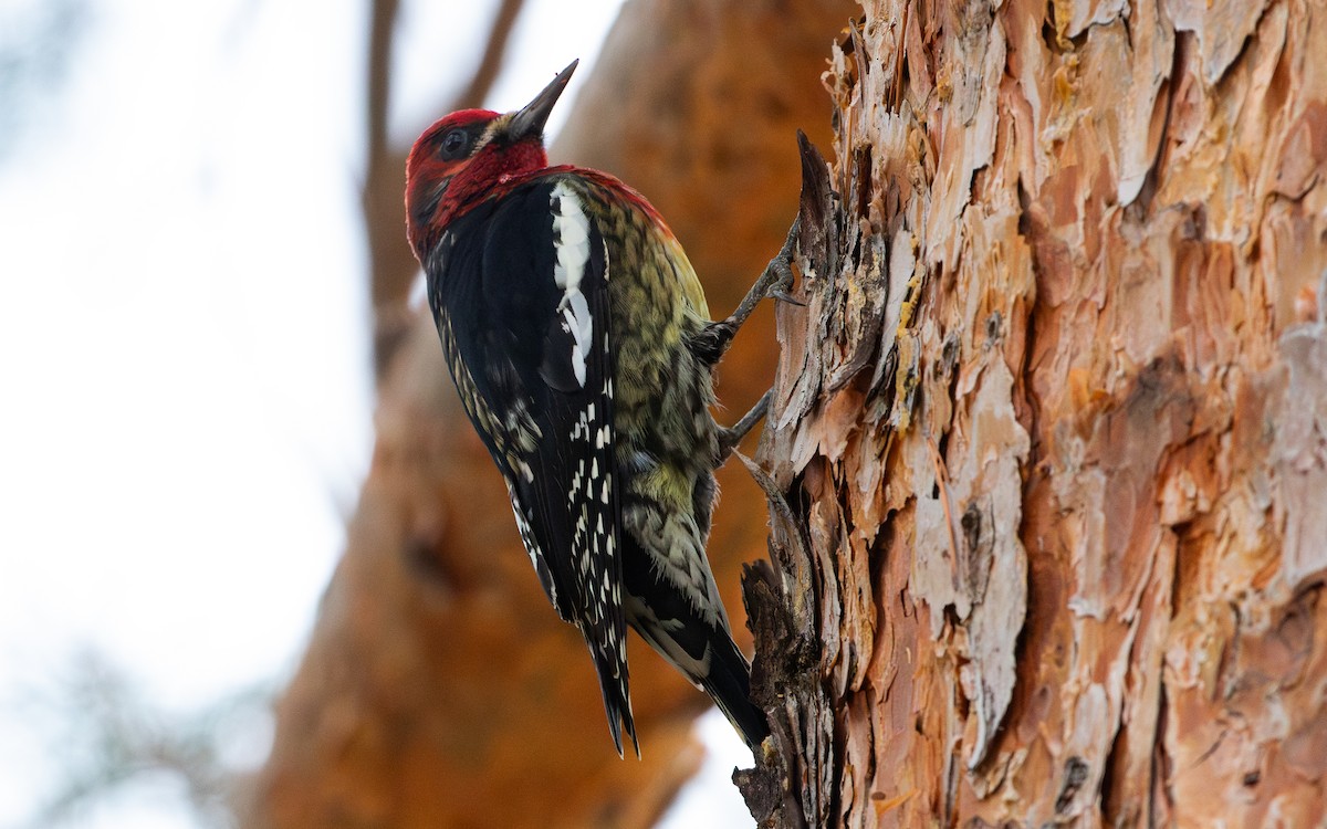 Red-breasted Sapsucker - ML616522437