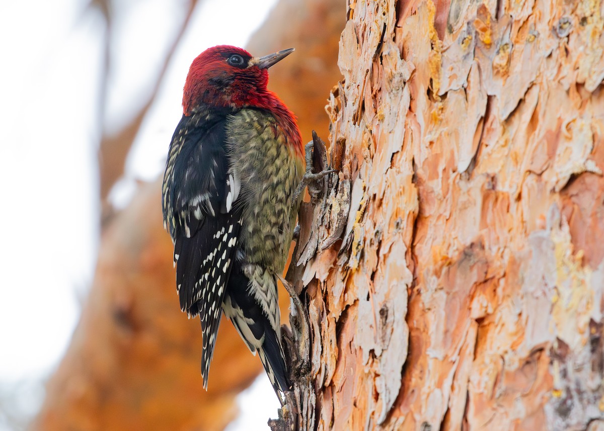 Red-breasted Sapsucker - ML616522439