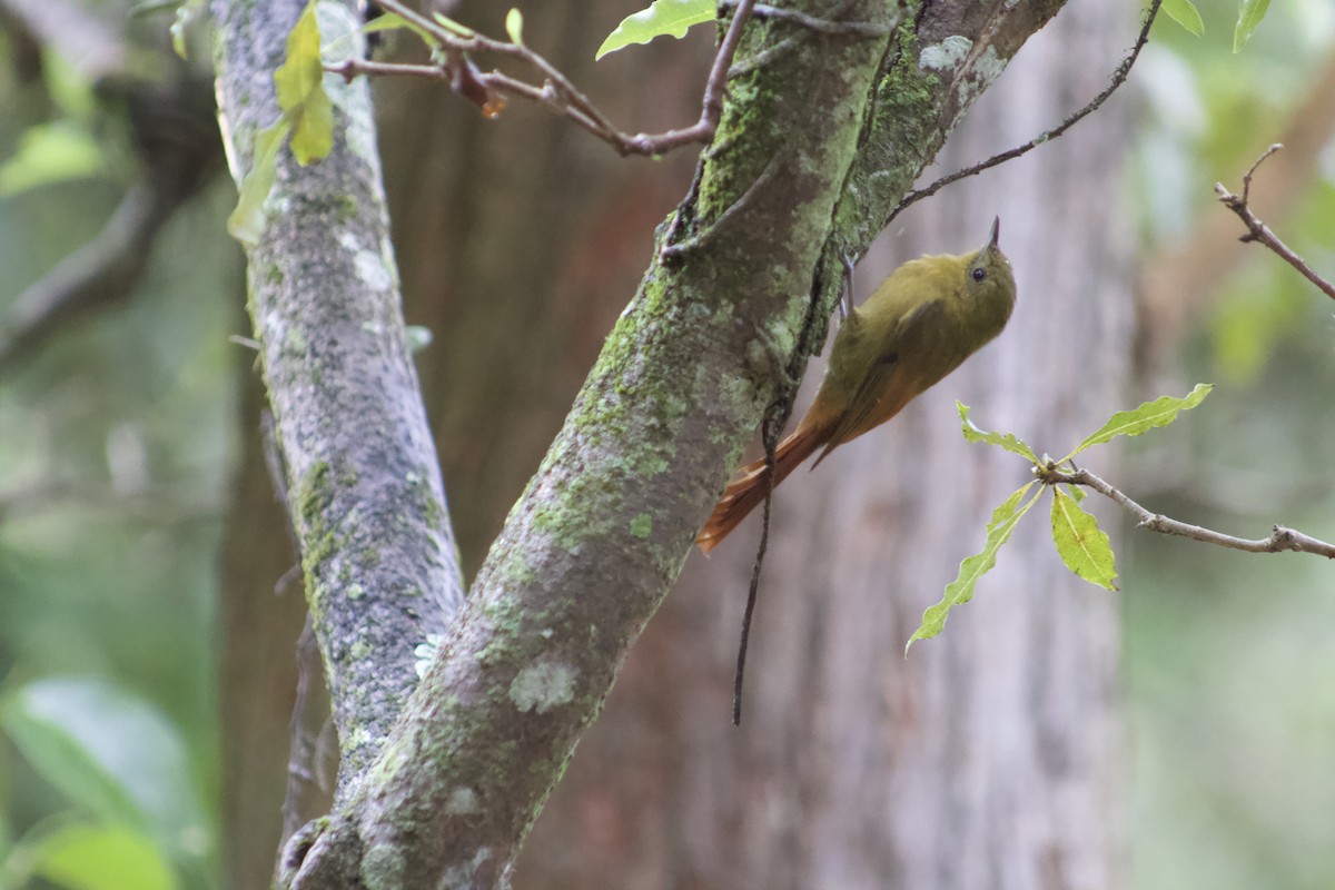 Olivaceous Woodcreeper (Olivaceous) - ML616522525