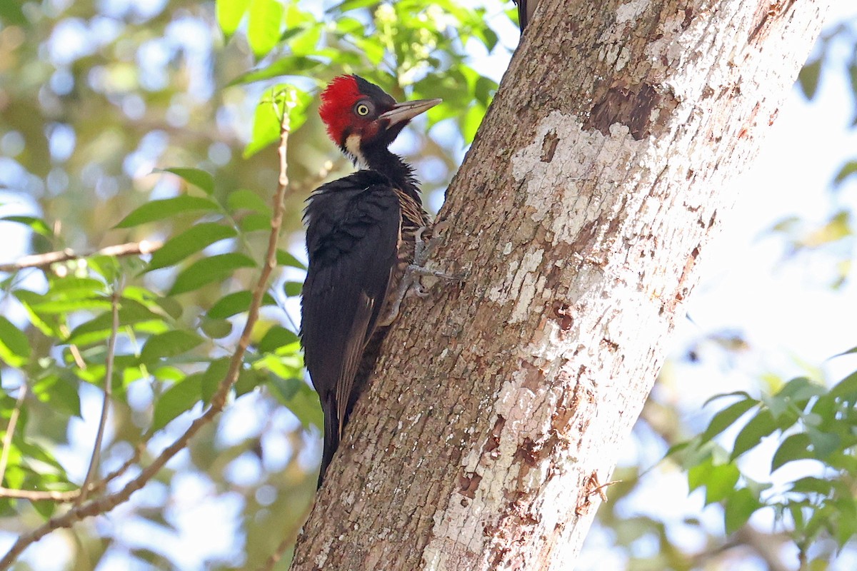 Pale-billed Woodpecker - ML616522531