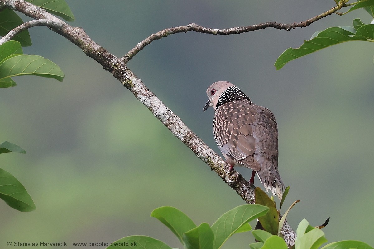 Spotted Dove - ML616522557