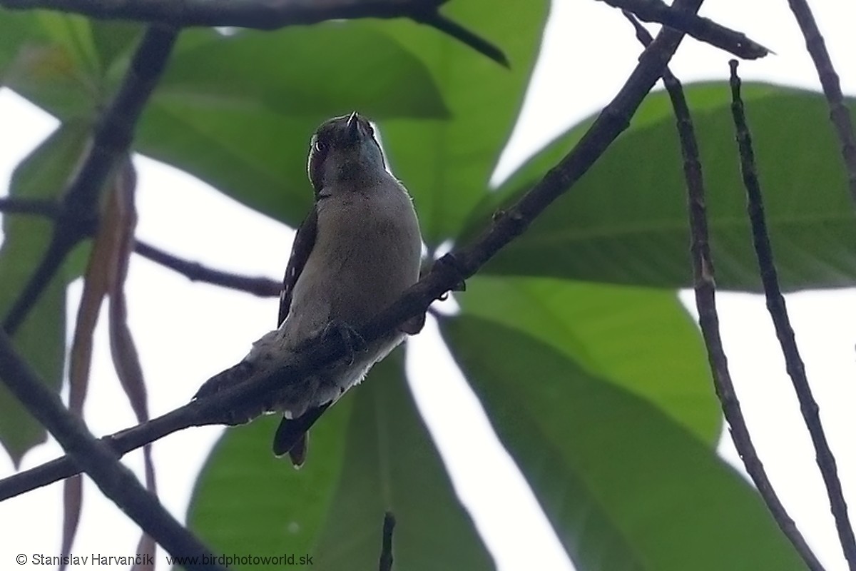 Brown-capped Pygmy Woodpecker - ML616522603