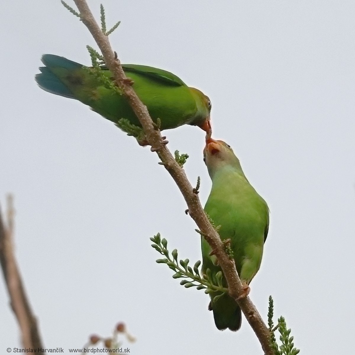 Sri Lanka Hanging-Parrot - ML616522619