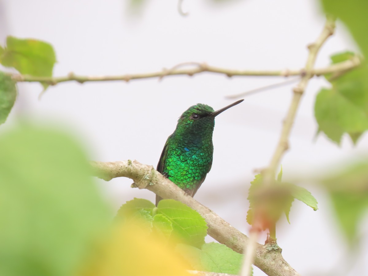 Blue-tailed Emerald - ML616522665