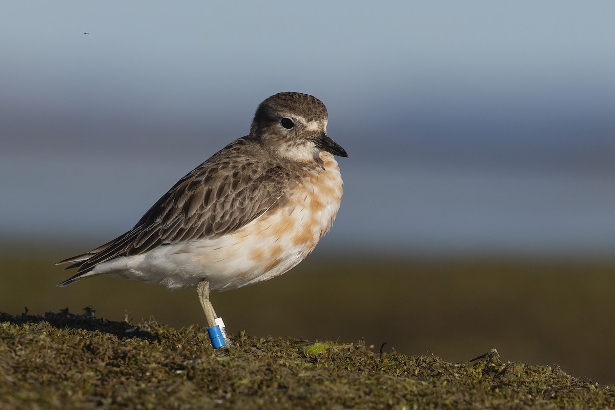 Red-breasted Dotterel (Southern) - ML616522762