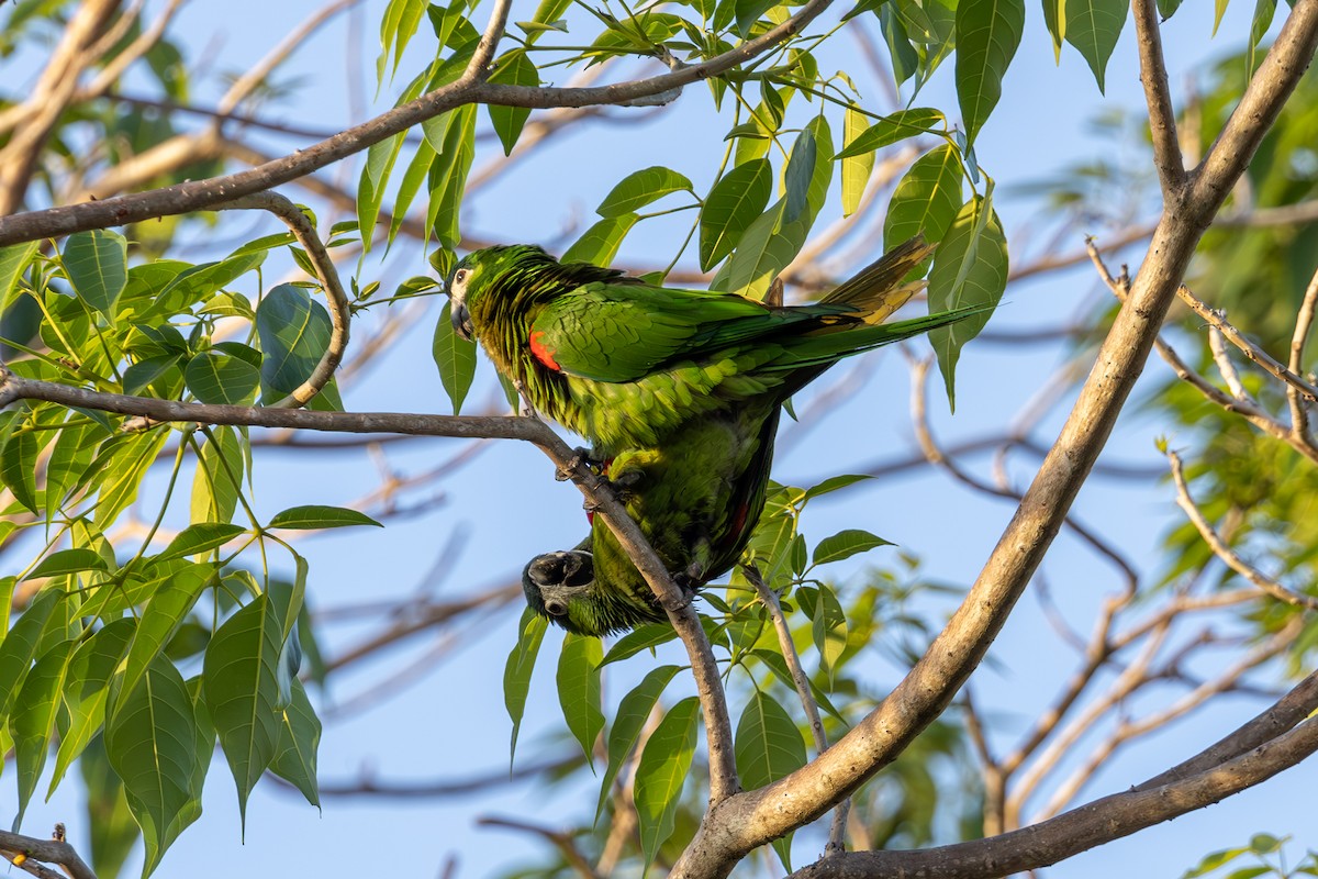Red-shouldered Macaw - Mason Flint