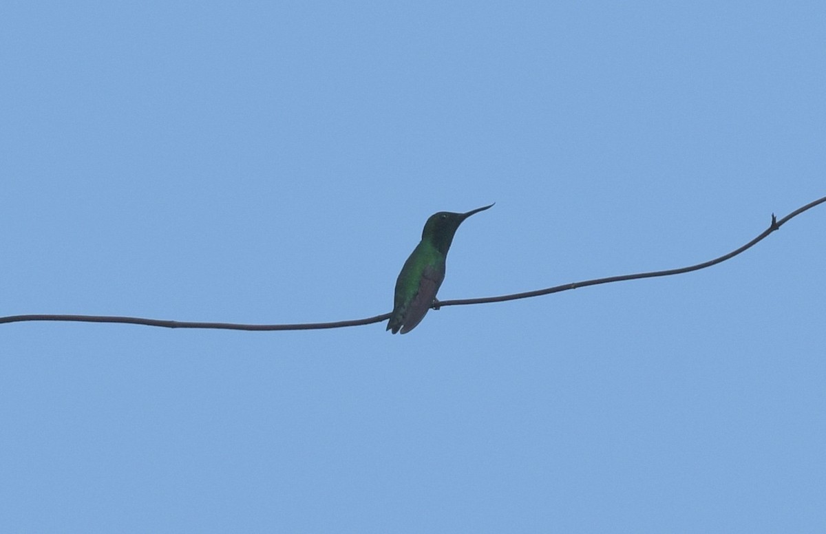 kolibřík křivozobec - ML616522788