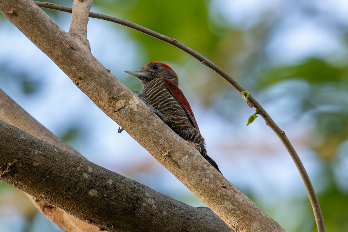 Blood-colored Woodpecker - ML616522911