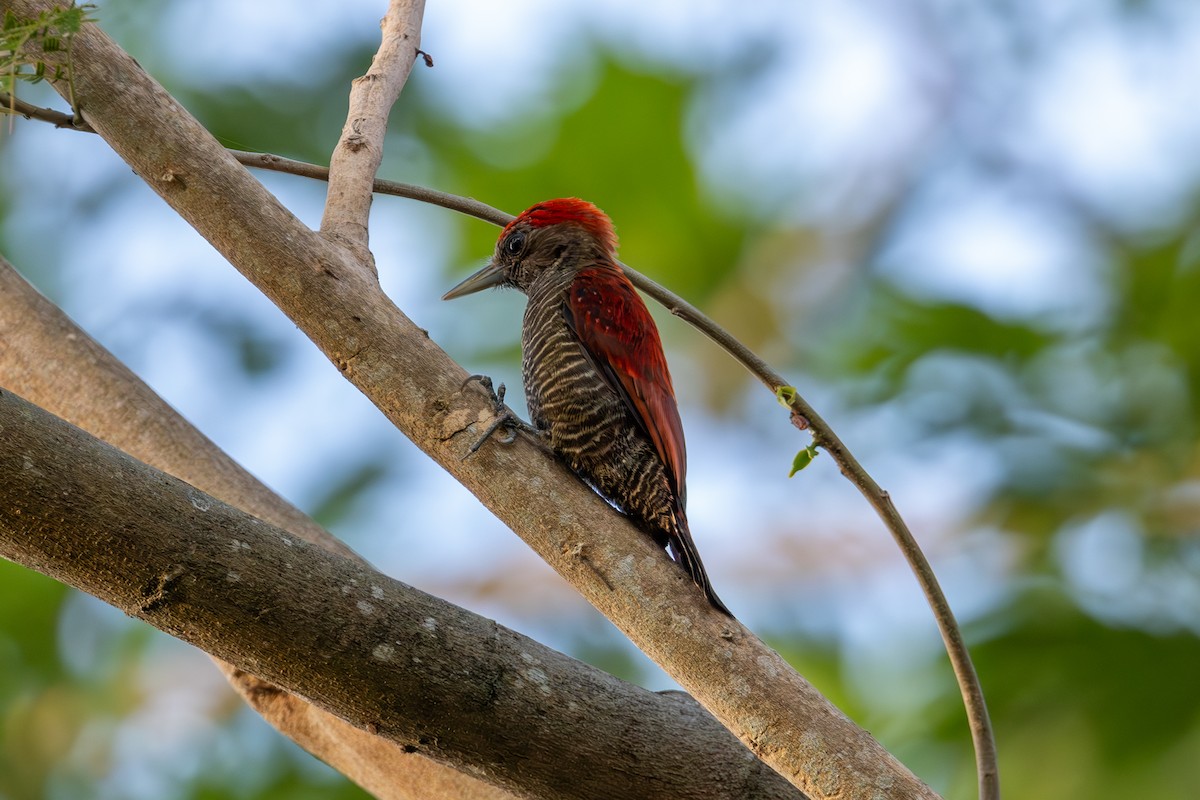 Blood-colored Woodpecker - ML616522912