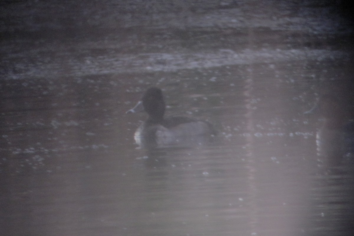 Ring-necked Duck - ML616522919