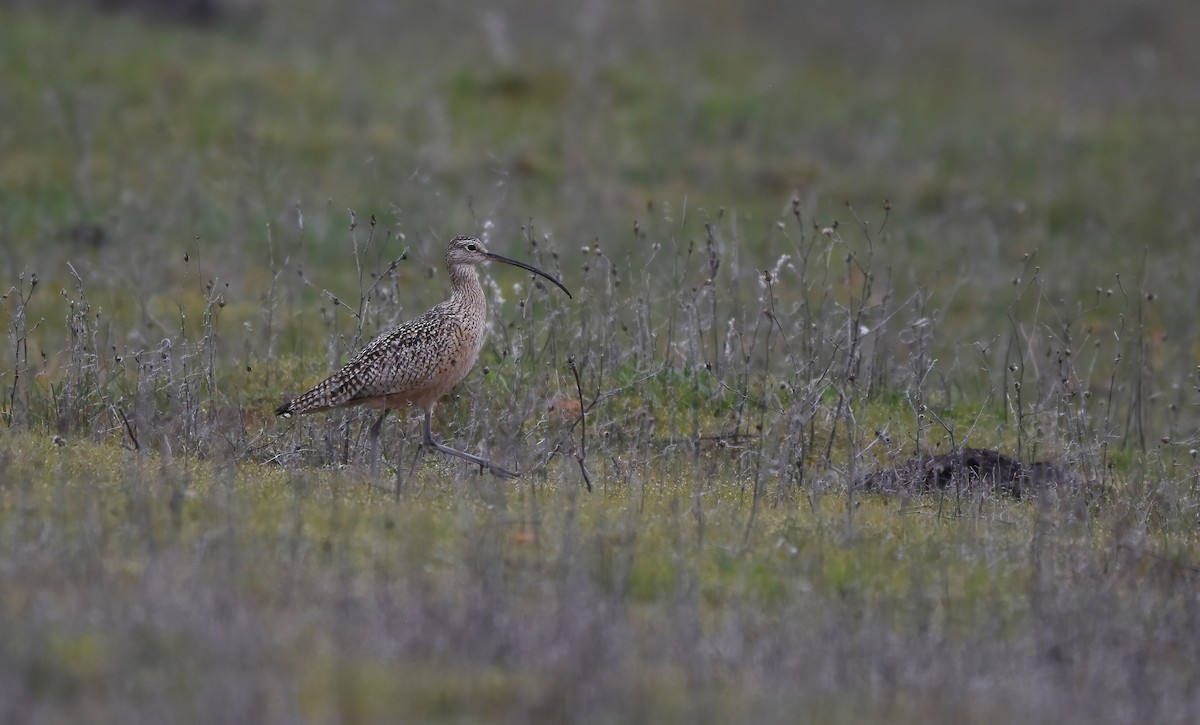 Long-billed Curlew - ML616522959