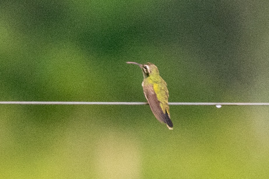 White-tailed Goldenthroat - Ted Kavanagh