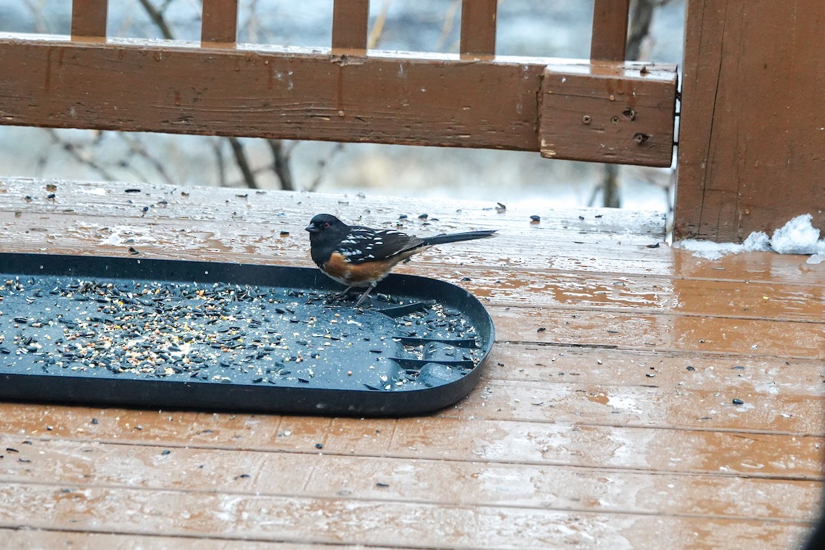Spotted Towhee - ML616523226