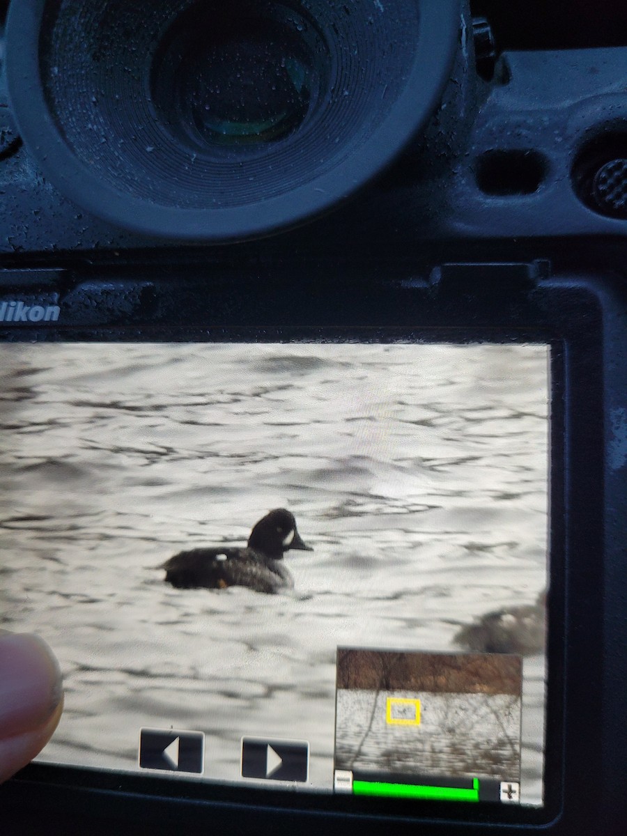 eBird Checklist - 26 Mar 2024 - Millennium Park - 28 species