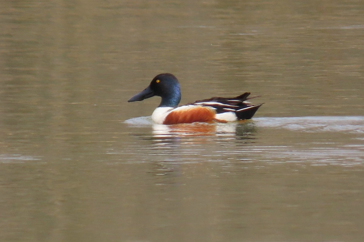 Pennsylvania Bird Atlas Checklist - 26 Mar 2024 - Gotwals Pond - 3 species