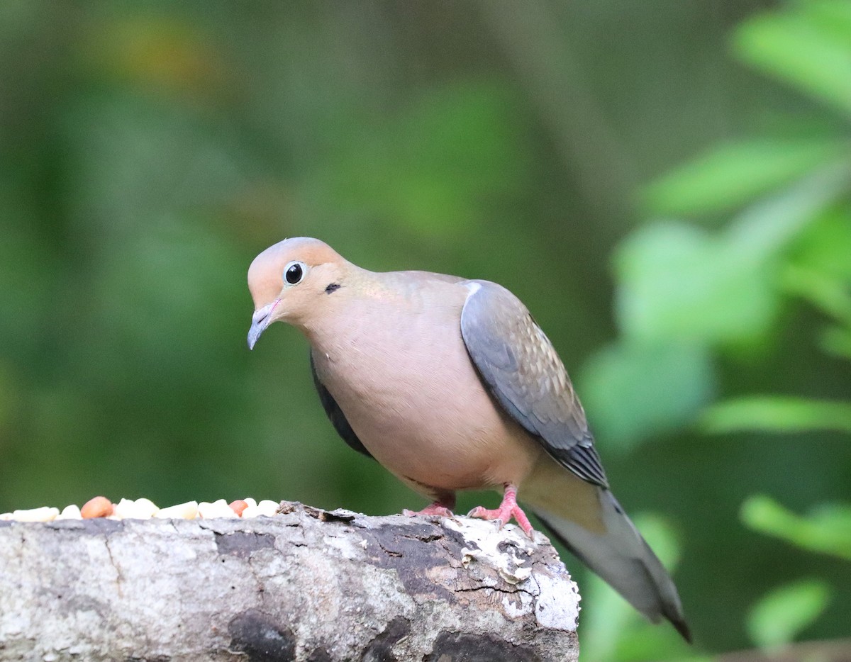 eBird Checklist - 26 Mar 2024 - Deer Run, Gainesville, Fl - 15 species