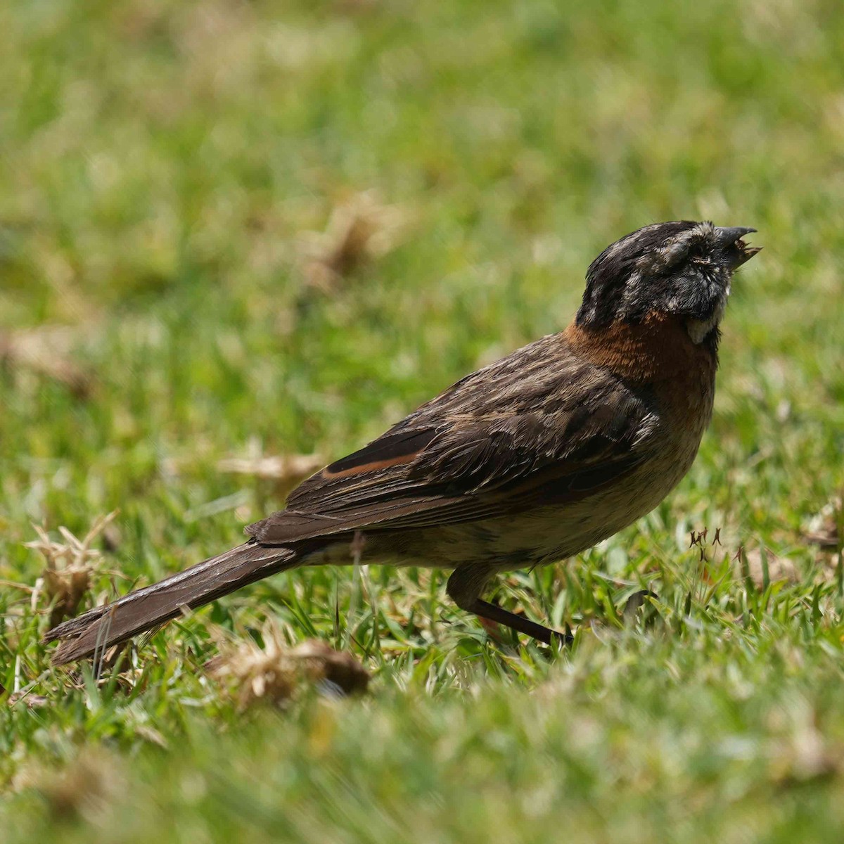 Rufous-collared Sparrow - ML616523603