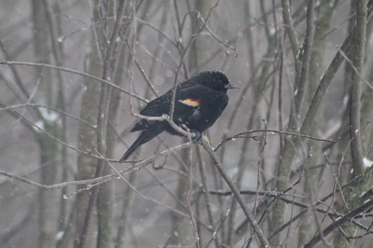 Red-winged Blackbird - Bruce Bacon