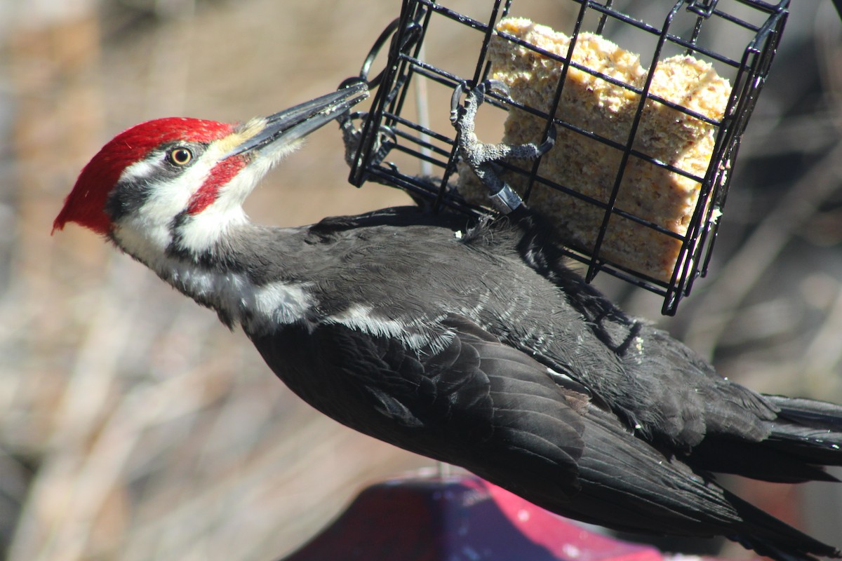 Pileated Woodpecker - ML616523783