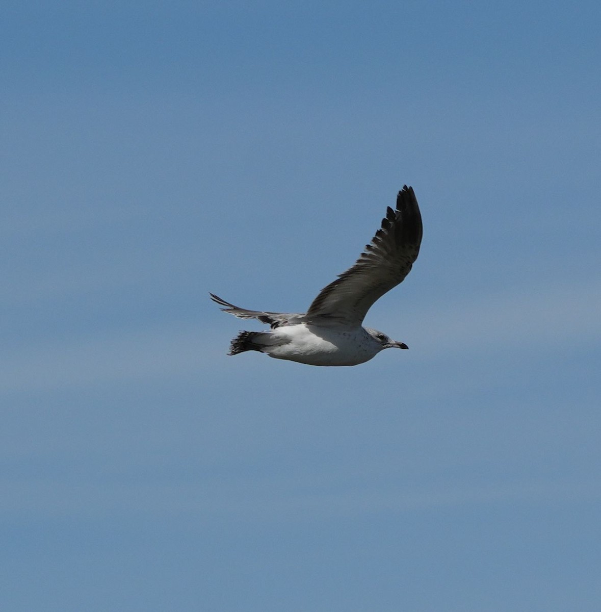 Делавэрская чайка - ML616523852