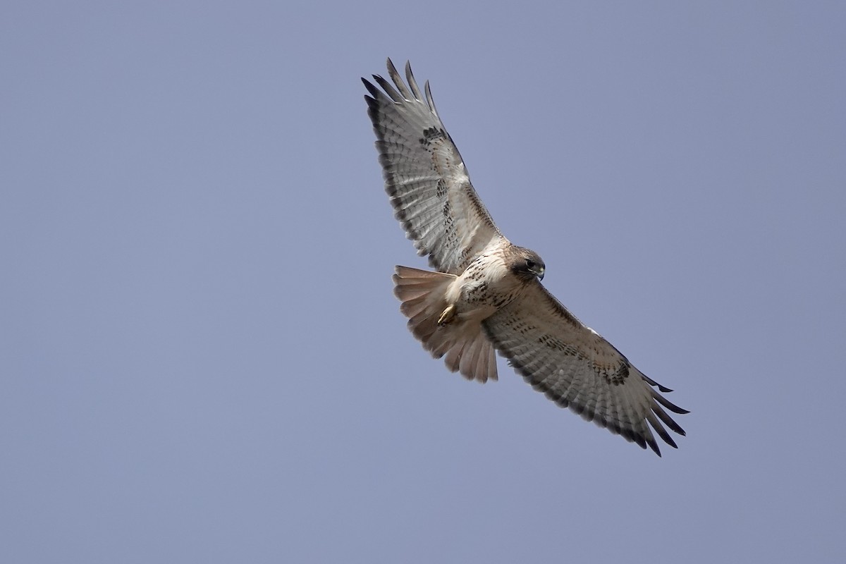 Red-tailed Hawk - ML616523960