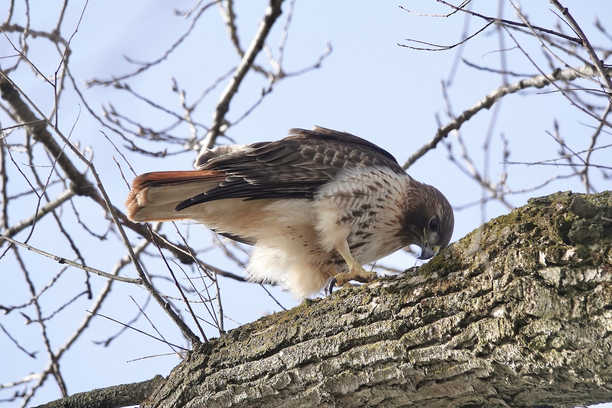 Red-tailed Hawk - ML616523962