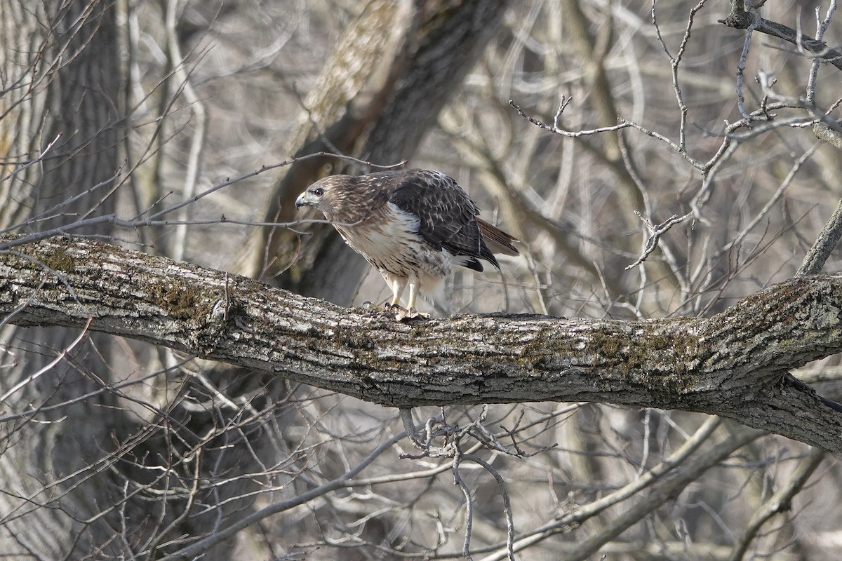 Red-tailed Hawk - ML616523964