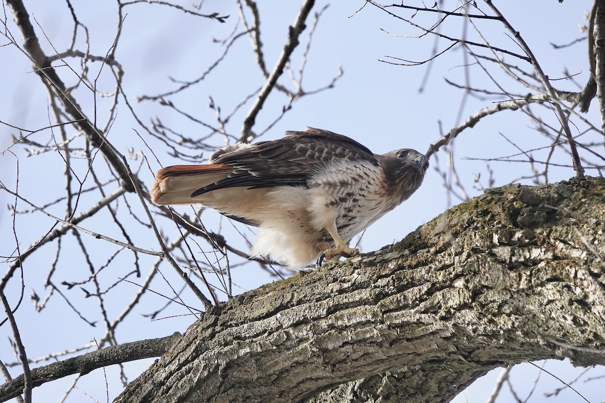 Red-tailed Hawk - ML616523965