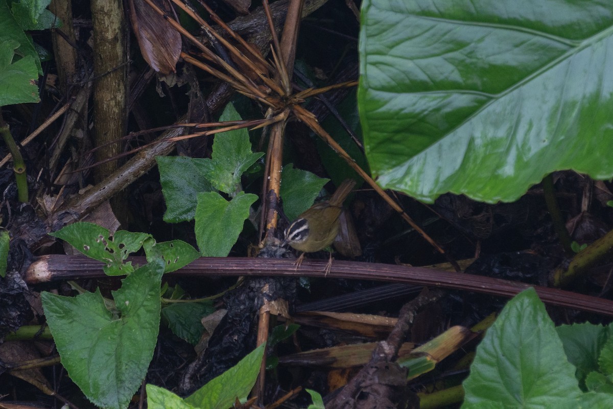 Three-striped Warbler - ML616523986