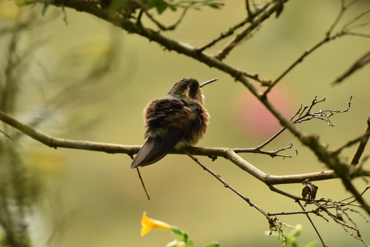 Speckled Hummingbird - ML616524041