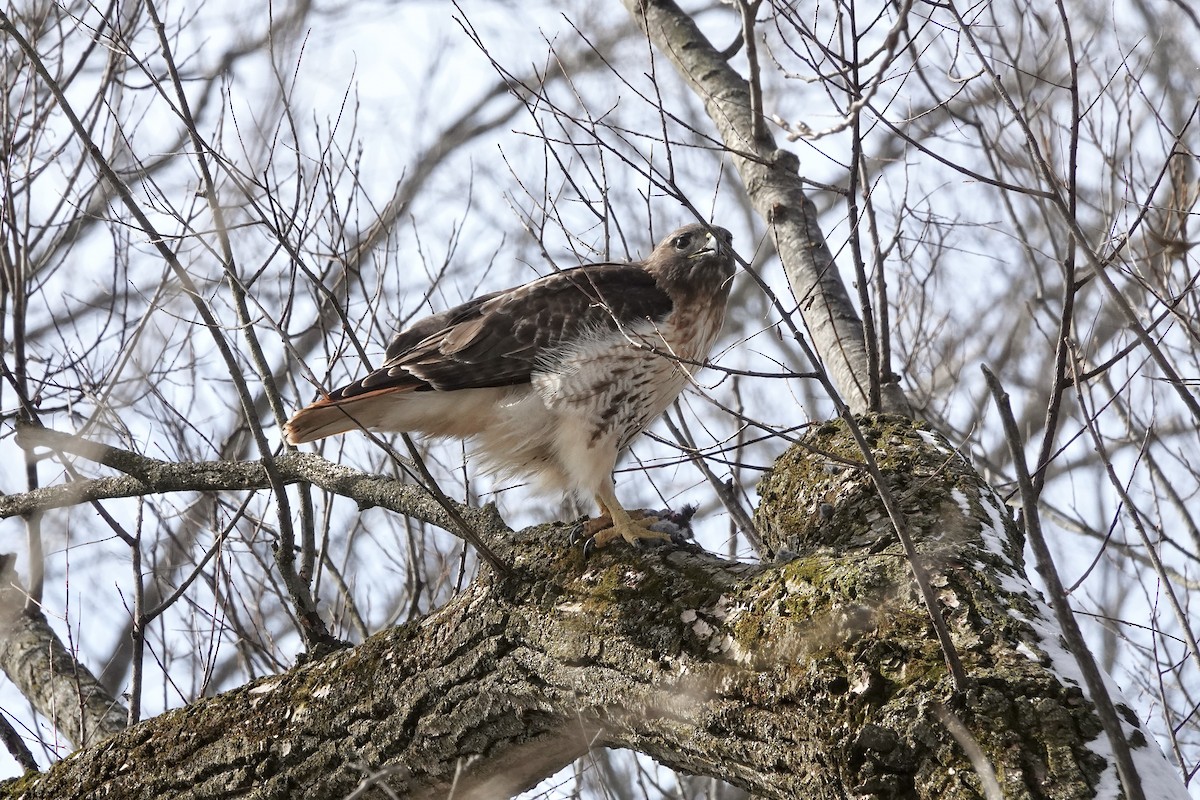 Red-tailed Hawk - ML616524077